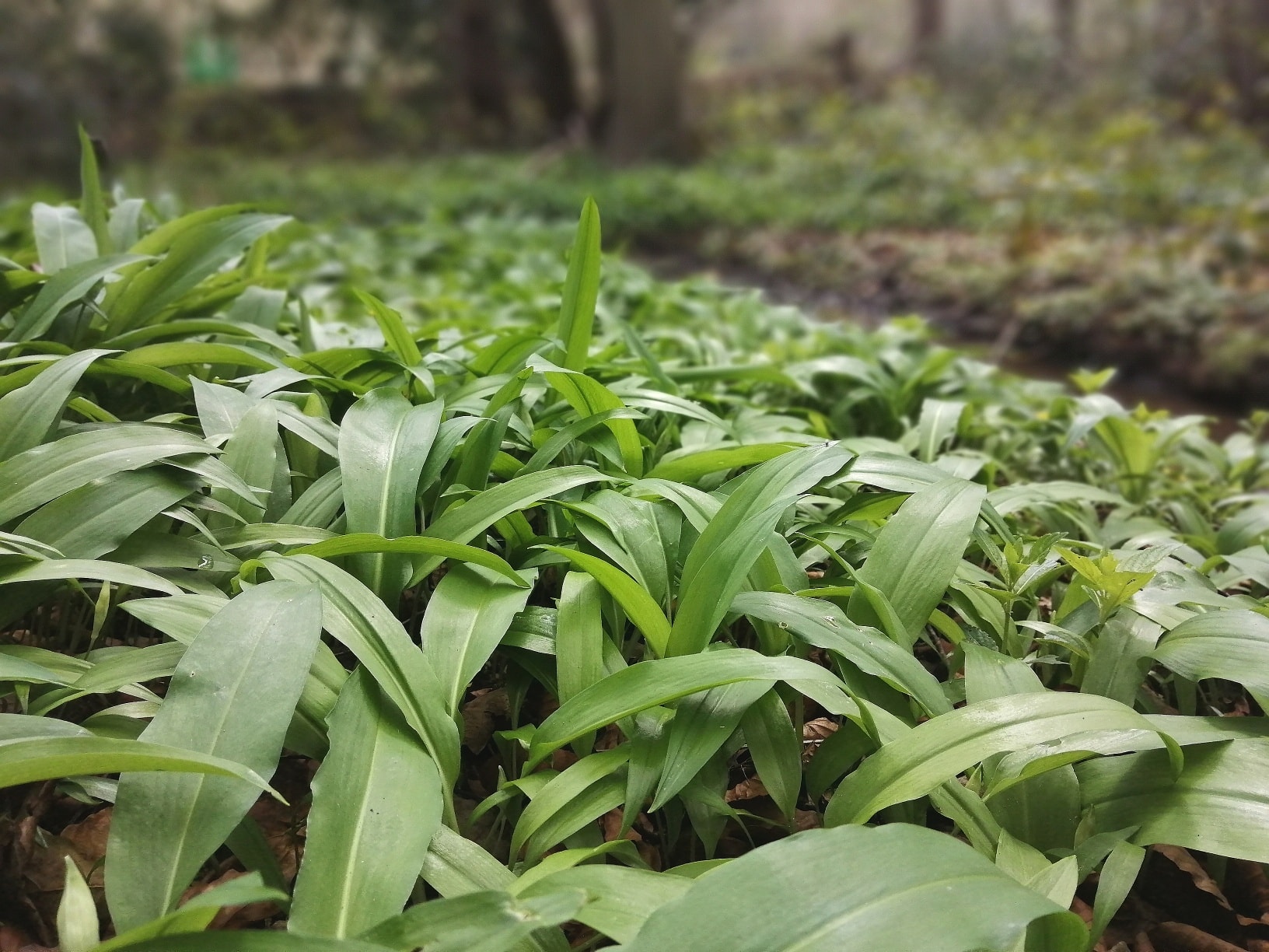 Wild Garlic Foraging Days