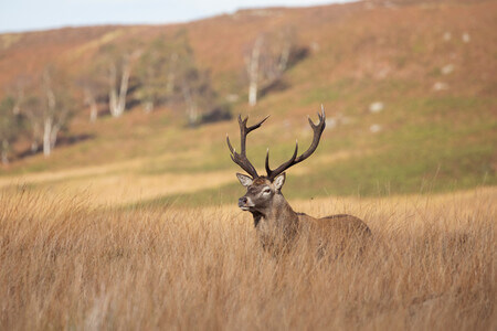 Wildlife to see in the Peak District