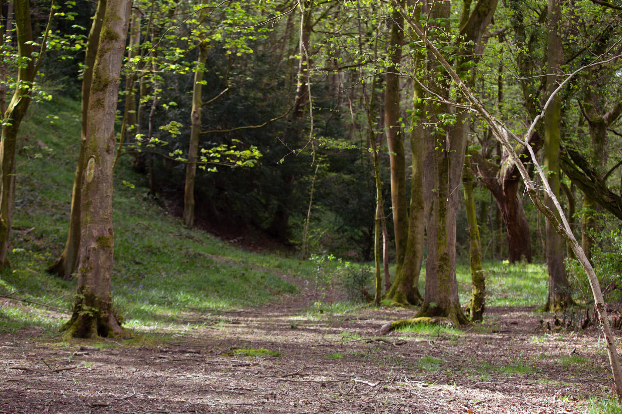 The best places to birdwatch in Derbyshire